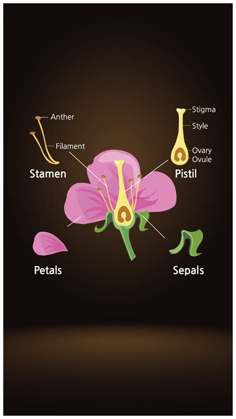 The Structure and Functions of Sepals. An Overview.